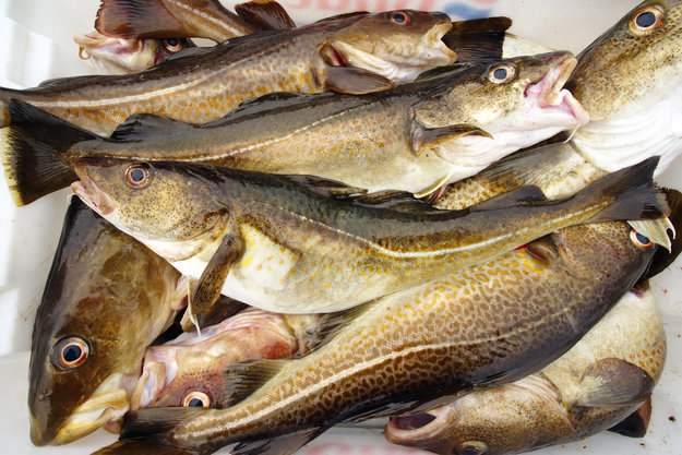 Atlantic Cod fish
