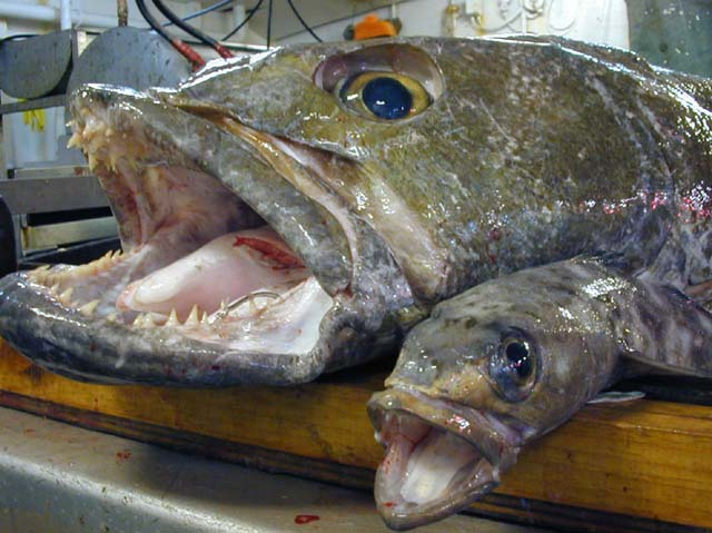 Chilean Bass