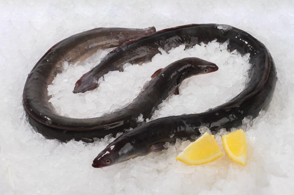 Eel fish