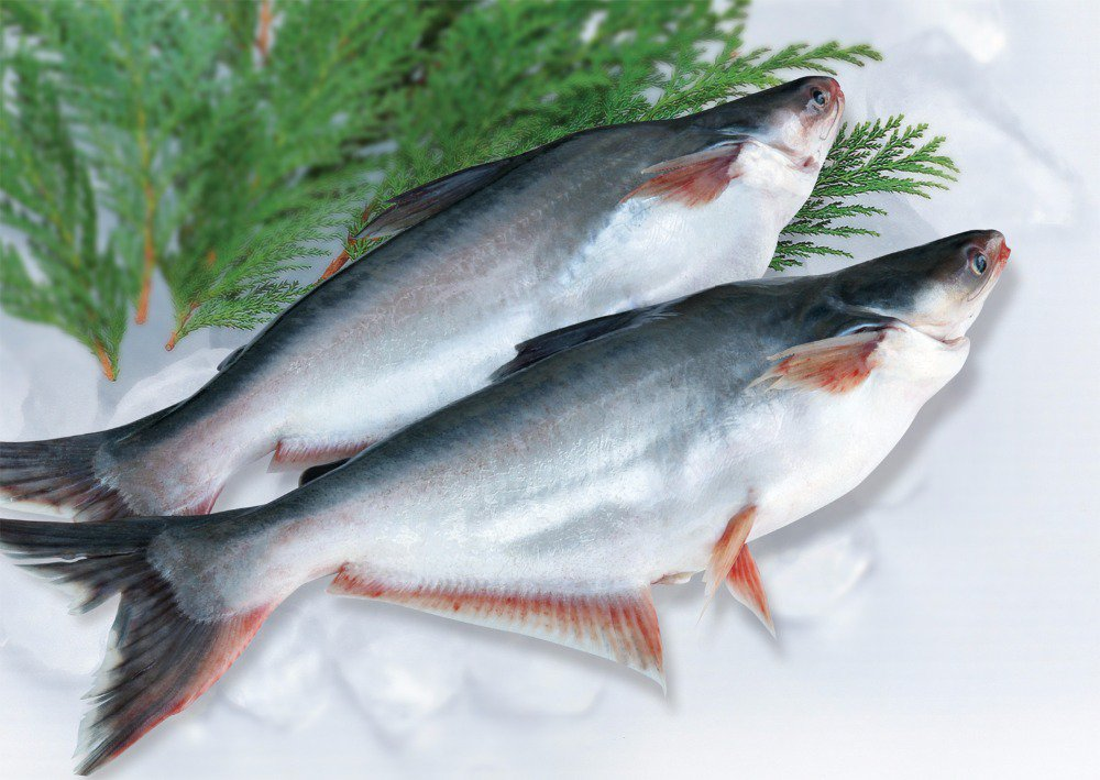 Imported Basa, Swai, Tra, Striped Catfish