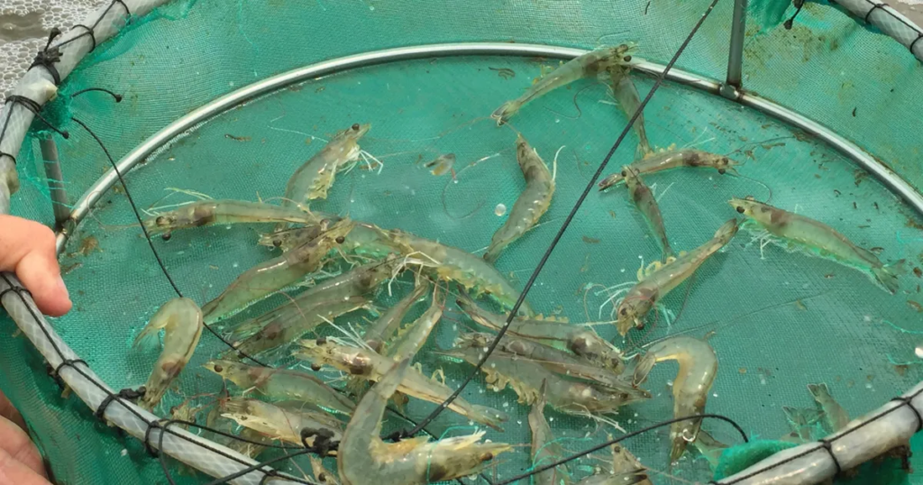Imported Farmed Shrimp fish