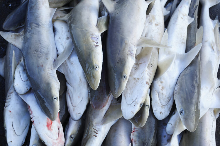 Shark