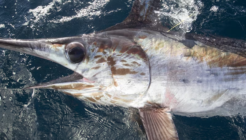 Swordfish