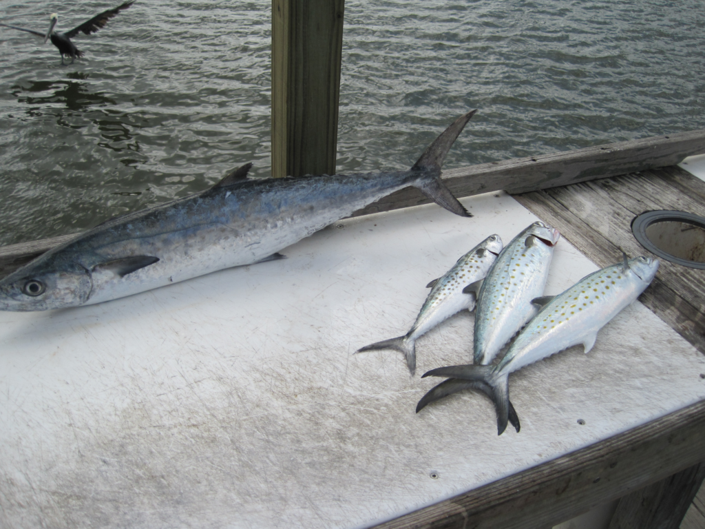 King Mackerel and Spanish Mackerel fish