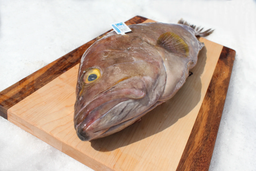 Grouper fish