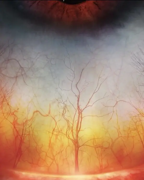 Eyes Up Close: Revealing the Intricacies of Vision