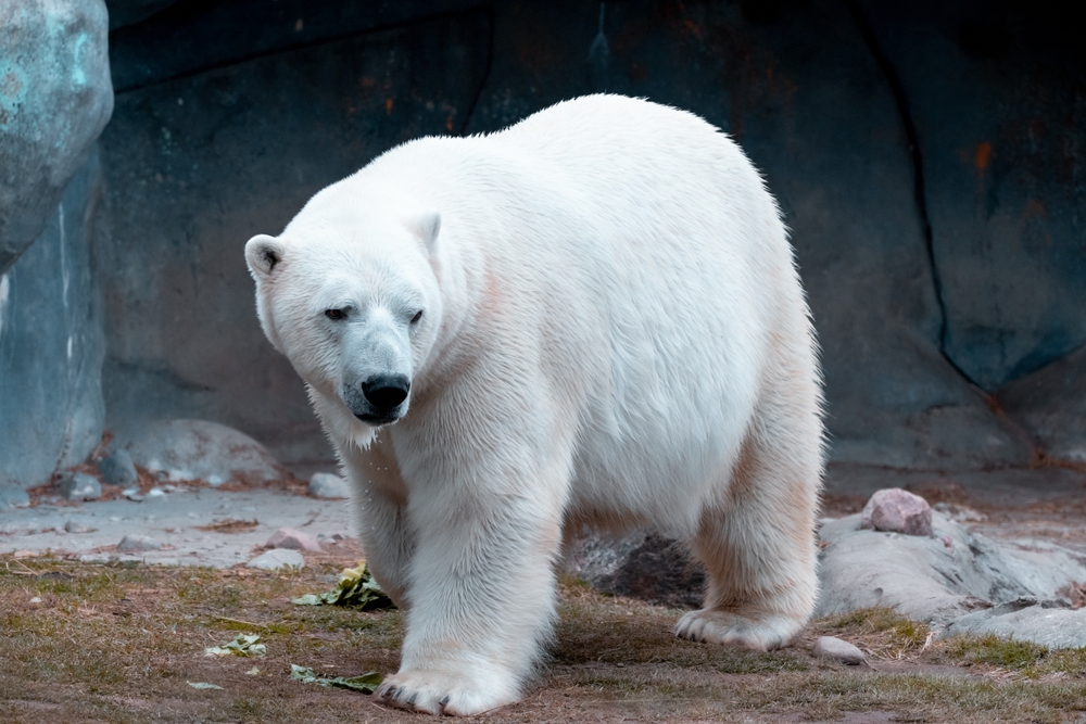 Polar Bear walking around in zoo enclosure