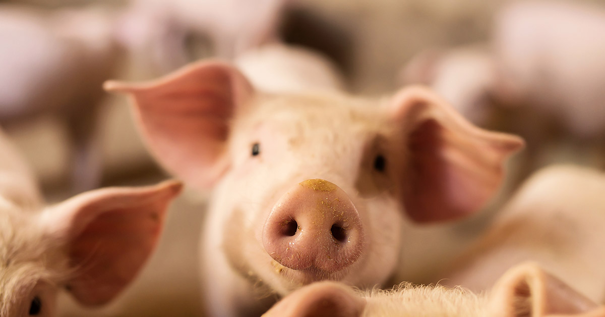 30 Smartest Animals in the World