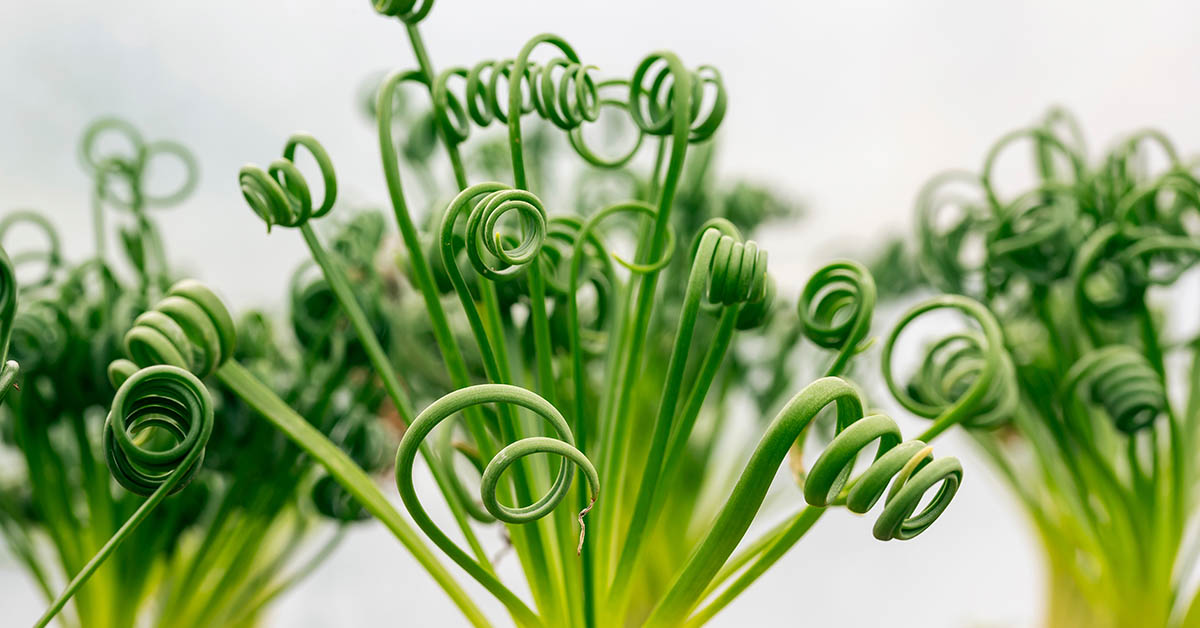 30 Unique Succulents That Look Like They’re From Another Planet
