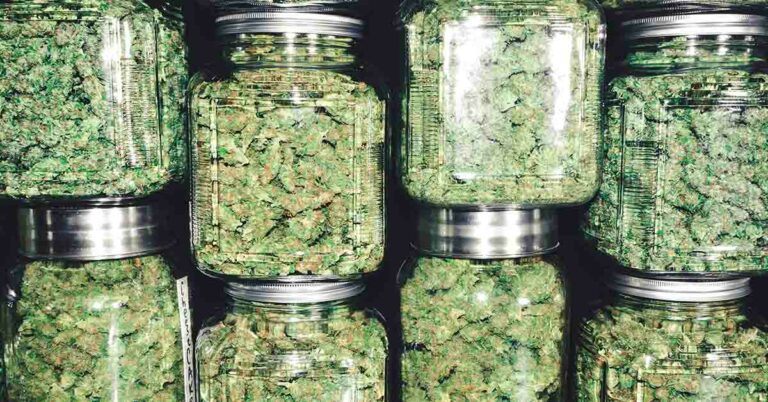25 Things People Didn’t Realize About Cannabis - Featured image