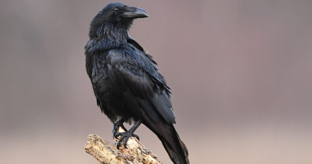 Raven (Corvus corax)