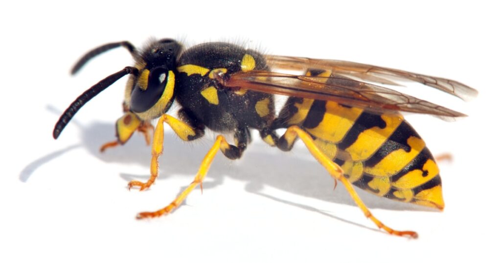 wasp isolateed on white background in latin Vespula