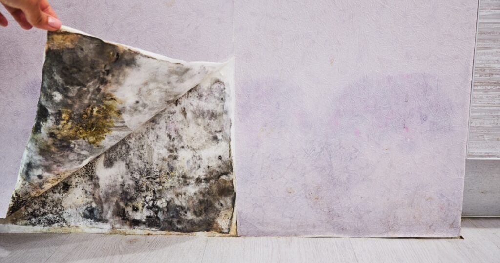 Black mold buildup in the corner of an old house. development of mildew under the Wallpaper