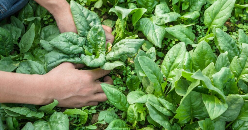 working with spinach in the farm garden