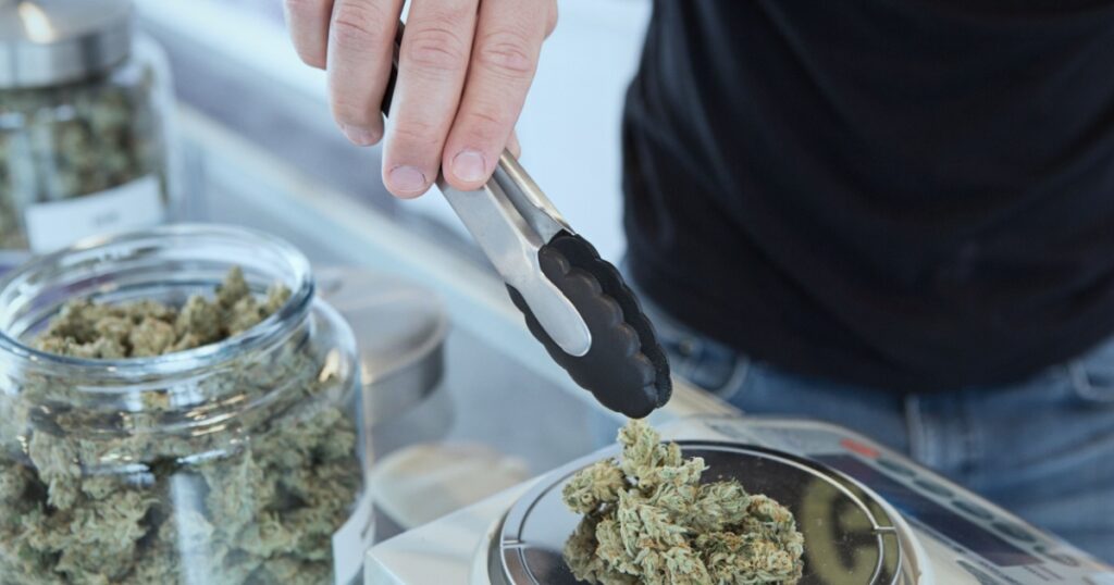 Detail of cannabis buds on glass jar over dispensary counter - medical marijuana dispensary. Budtender Guiding . Cannabis Flowers.