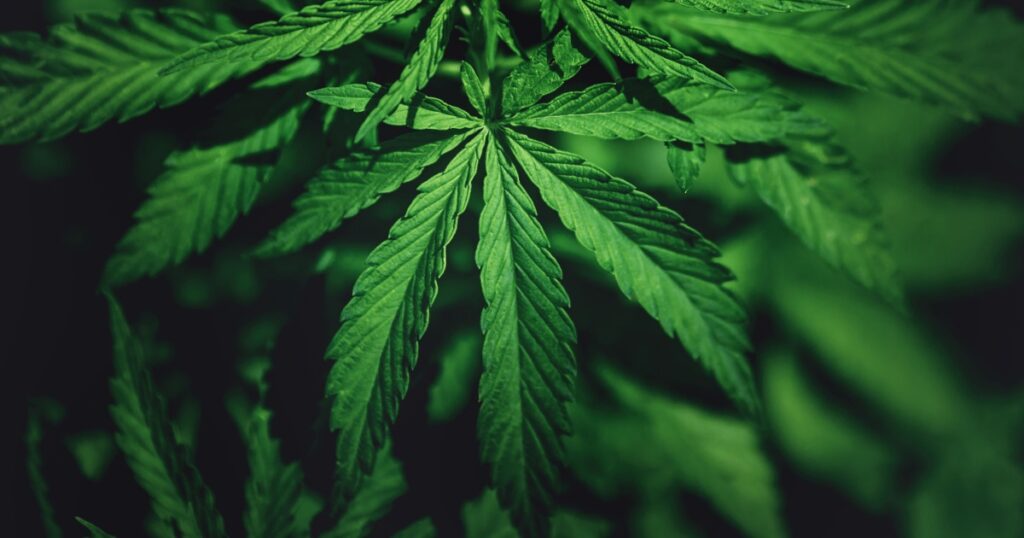 Cannabis on dark background. Marijuana leaves green copy space.