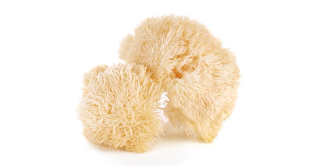 Hericium erinaceus mushroom (monkey head mushroom, bearded tooth fungus, bearded hedgehog mushroom, pom pom, lion's mane mushroom)