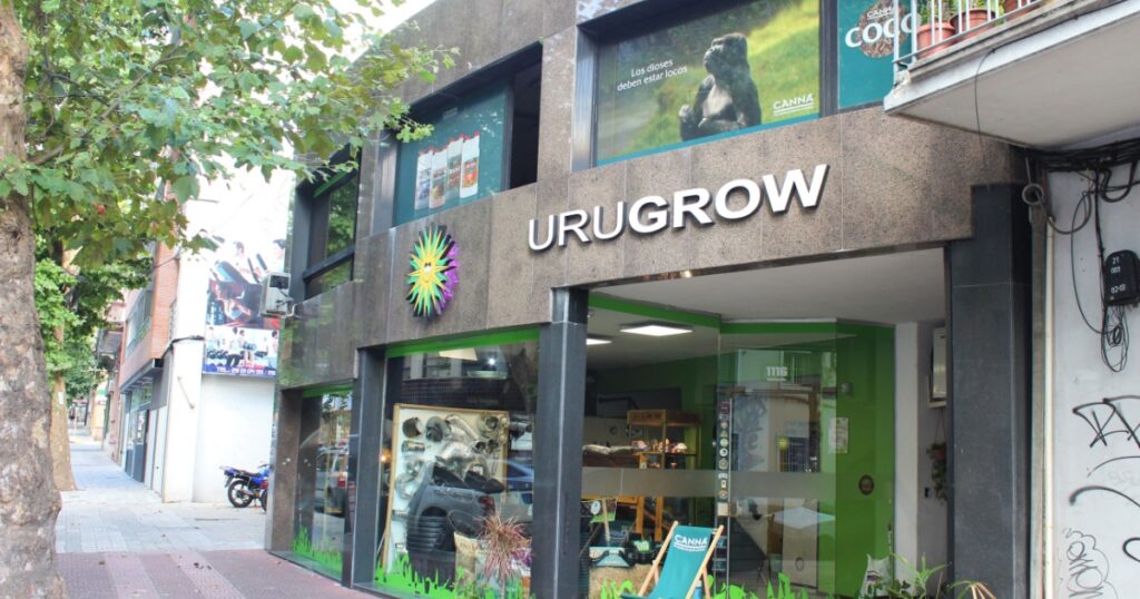 MONTEVIDEO / URUGUAY - JANUARY 21, 2019: Legalizing marijuana around the world: Cannabis shop and culture in Montevideo, Uruguay.