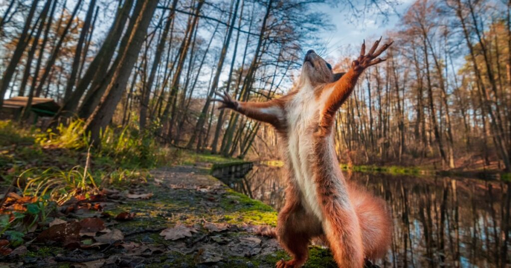 Funny red squirrell standing in the forest like Master of the Universe. Comic animal