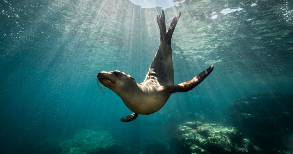 A beautiful shot of a California sea lion seal enjoying the rays of the sun in Baja California