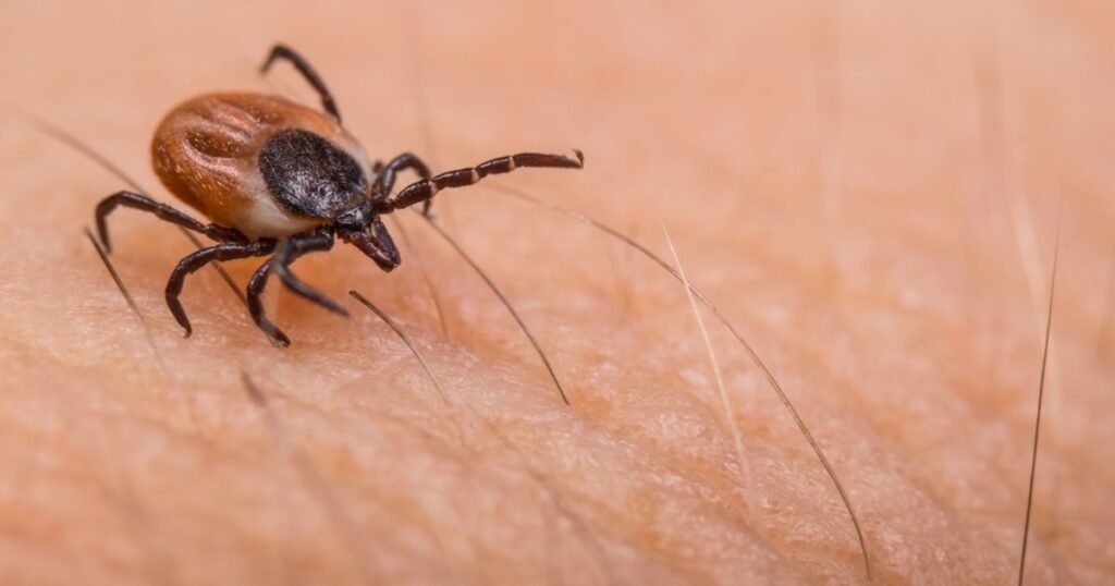 Crawling deer tick on human hairy skin background. Ixodes ricinus or scapularis. Dangerous parasitic mite on blurry pink texture. Disgusting biting insect. Encephalitis infection.