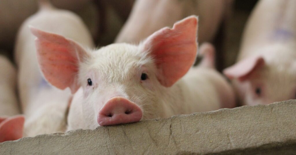 Fattening pigs on a large commercial breeding pig are looking at the cameras in pig farm