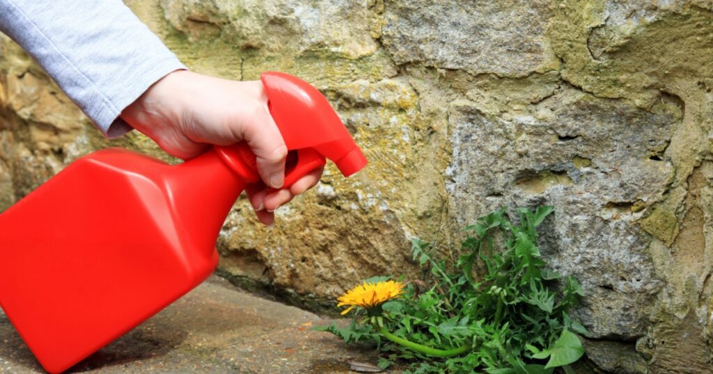A Gardener Spraying Weed killer On To A Dandelion Weed Growing Between A Patio And A Garden Wall.