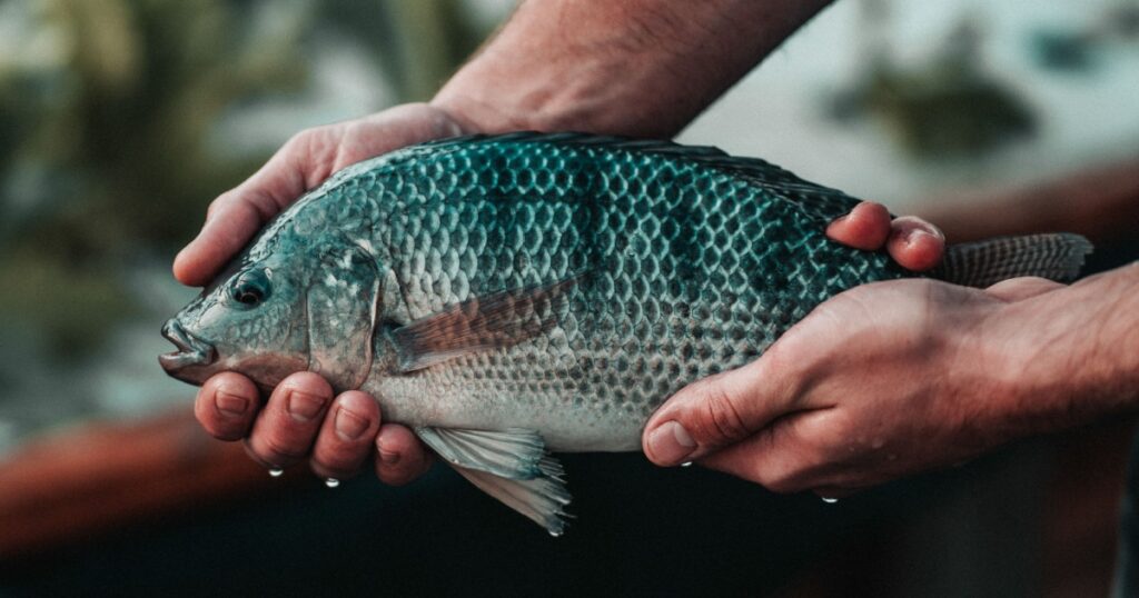 Man Holding a Tilapia Fish (Oreochromis niloticus)