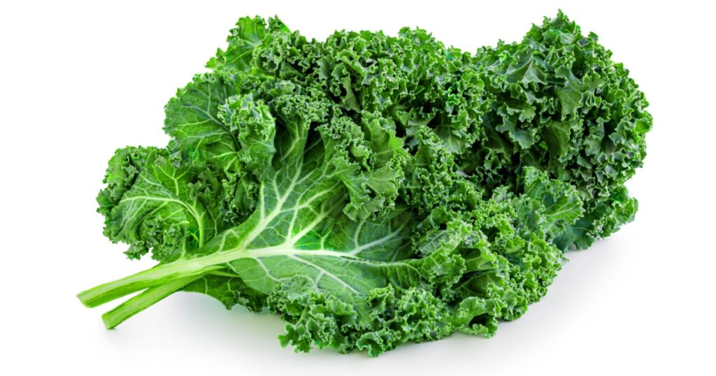 Kale leaf salad vegetable isolated on white background. Creative layout made of kale closeup. Flat lay. Food concept.