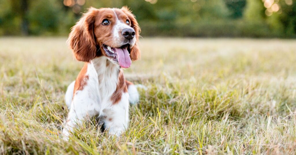 Adorable welsh springer spaniel dog breed in evening.