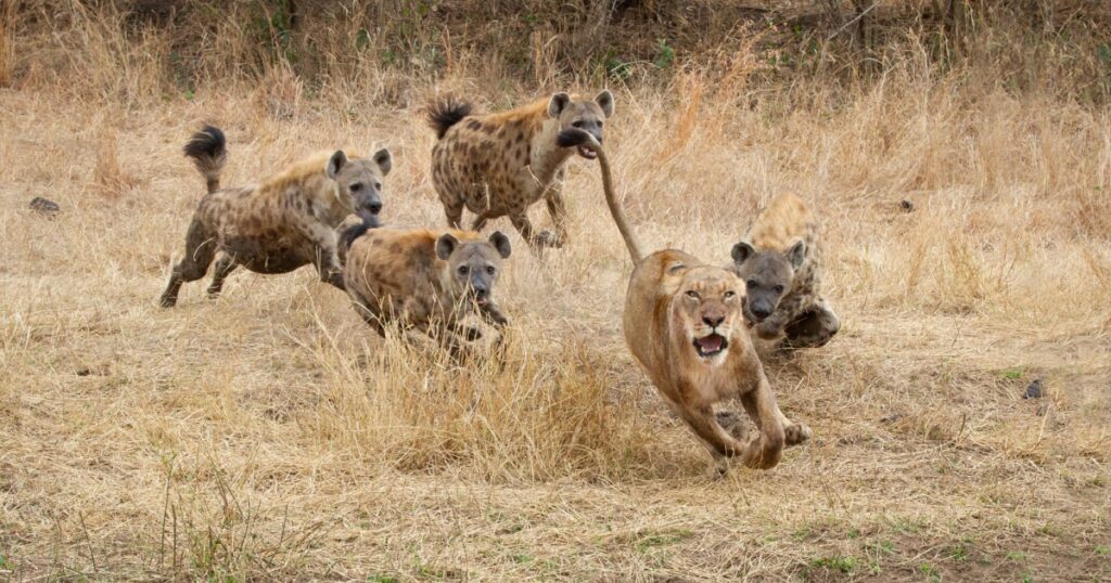 A lioness, Panthera leo, runs with ears back and mouth open from spotted hyenas, Crocuta crocuta
