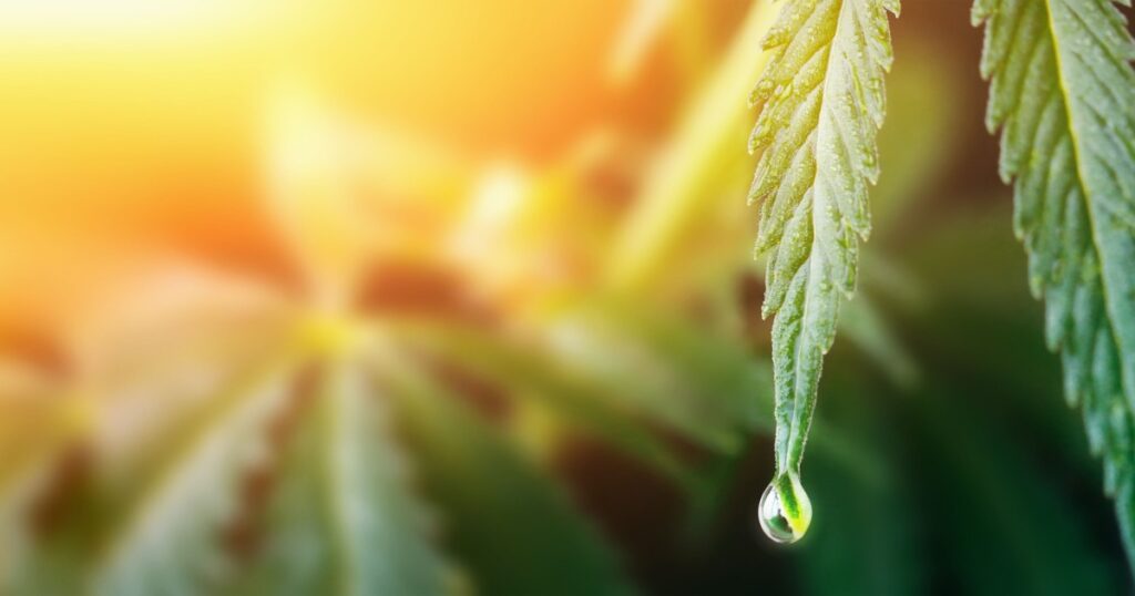 Large drop on the edge of hemp leaf, CBD oil cannabis concept, hemp oil, medicine products. Cannabidiol or CBD cannabis. Beautiful background, a place for copy space
