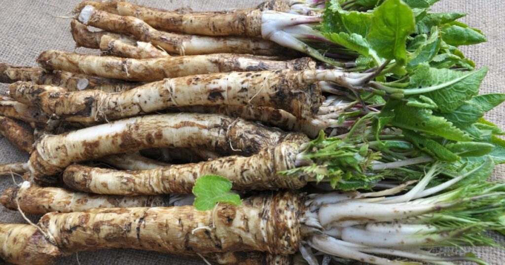 Fresh, dug-out root horseradish with leaves on the pile