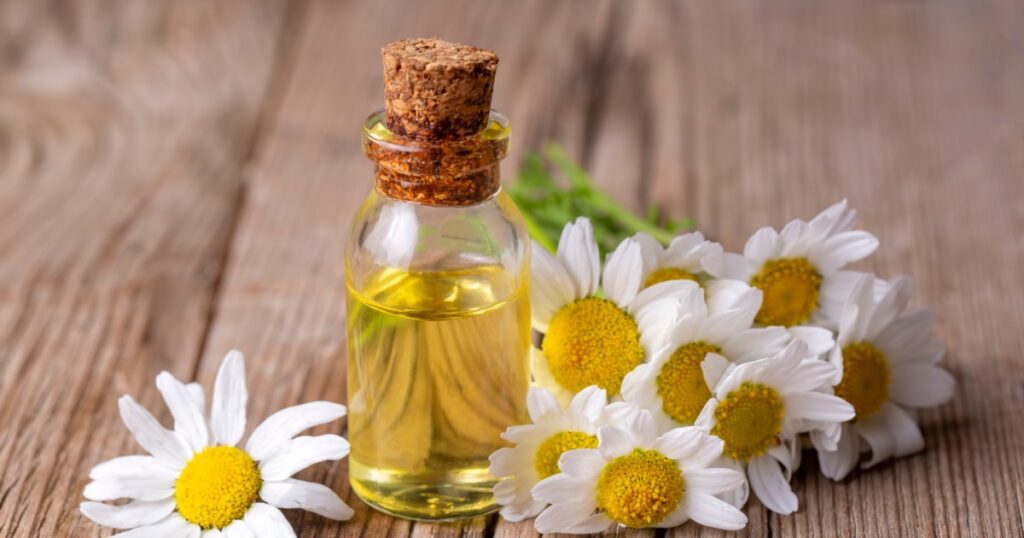 Essential oil in glass bottle with fresh chamomile flowers, beauty treatment.