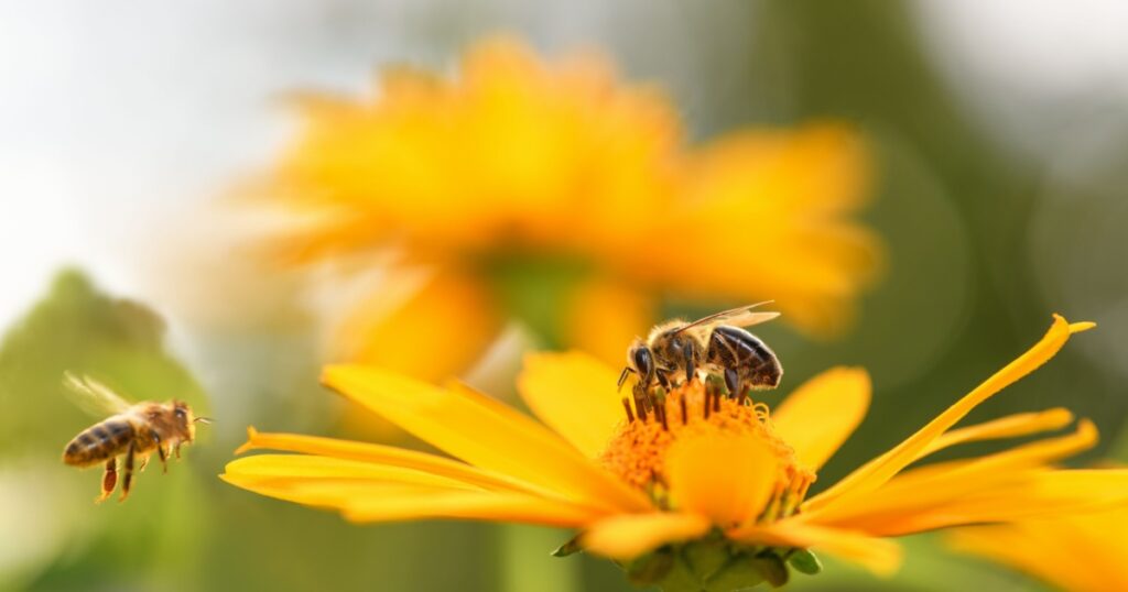 Bee and flower. Close up of a large striped bee collects honey on a yellow flower on a Sunny bright day. Macro horizontal photography. Summer and spring backgrounds