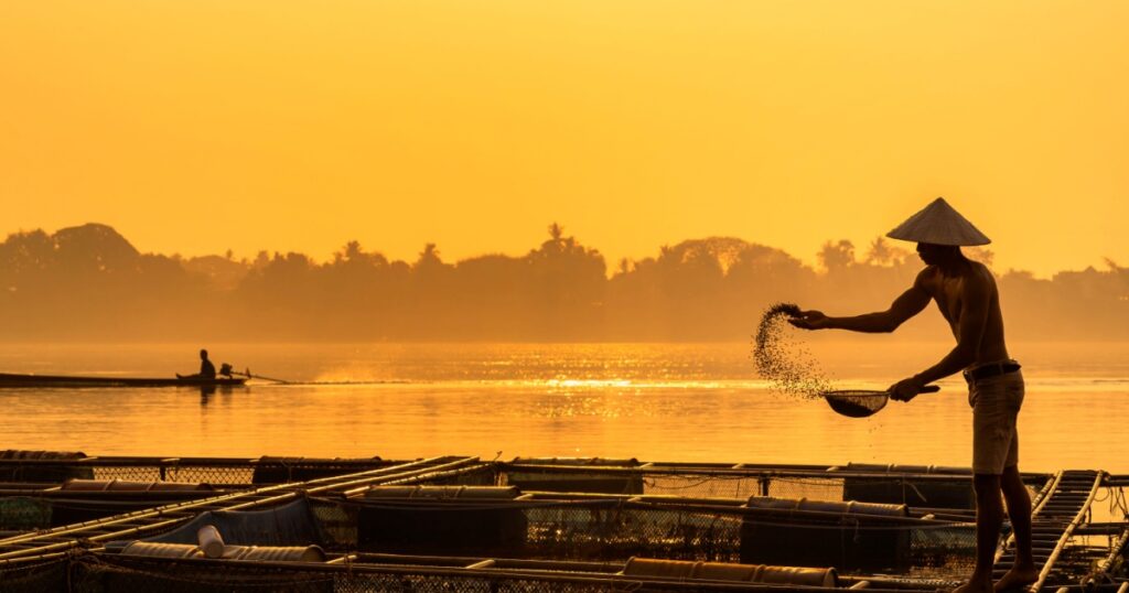 A Man working feeding tilapia hatchery. Fishermen feeding fish in cages along the Mekong River. Fishermen raising nile tilapia, floating cages on the Mekong River. Nongkhai, Thailand.