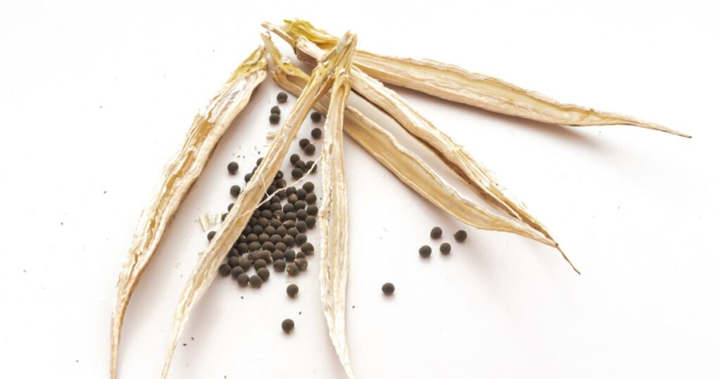 Empty dried peeled okra pods with seeds isolated on white background. Homegrown mature and dry lady finger pod for saving seeds