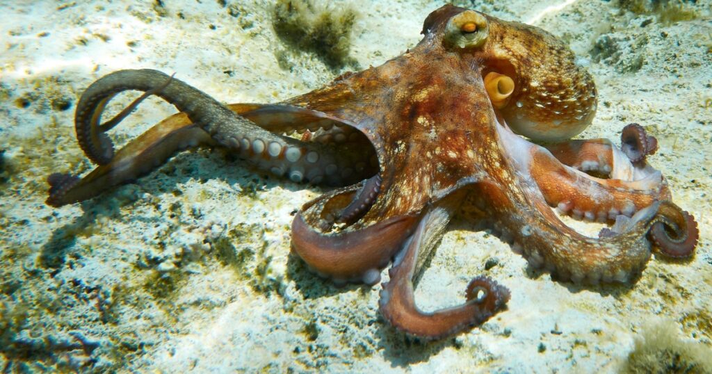 Octopus (Octopus vulgaris Cuvier, 1797) or octopus is a cephalopod of the Octopodidae family at sea.