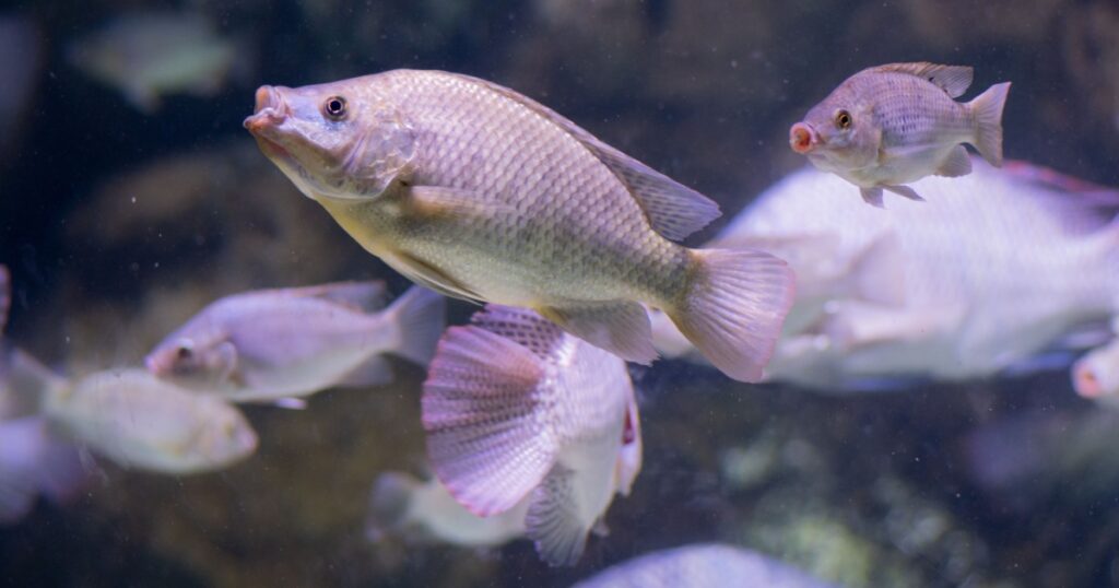 The blue Tilapia (Oreochromis aureus), a fish in the family Cichlidae. Native to Northern and Western Africa, and the Middle East