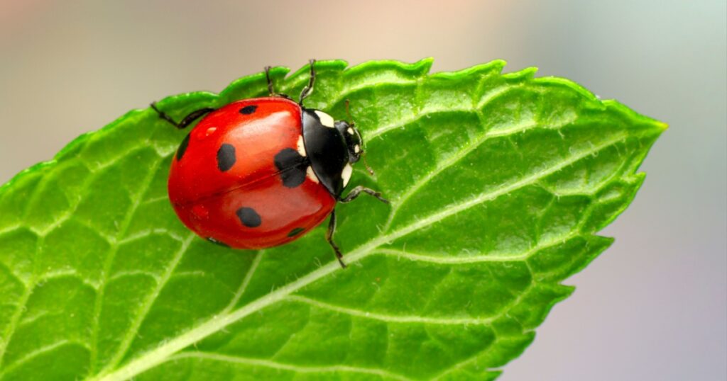 Extreme macro shots, Beautiful ladybug on flower leaf defocused background.
