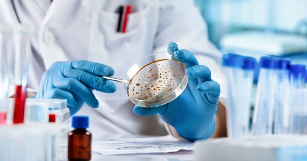 Lab technician researching with petri plate for analysis in the laboratory microscope. Microbiologist working and examining mold and fungal cultures in petri dishes in the microbiology laboratory
