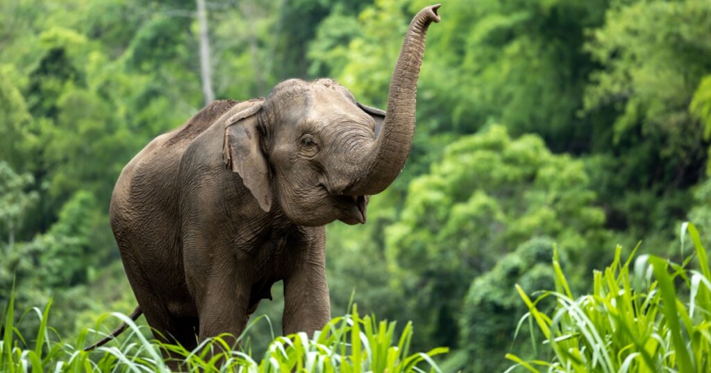 Asia Elephant in Thailand, Asia Elephants in Chiang Mai. Elephant Nature Park, Thailand