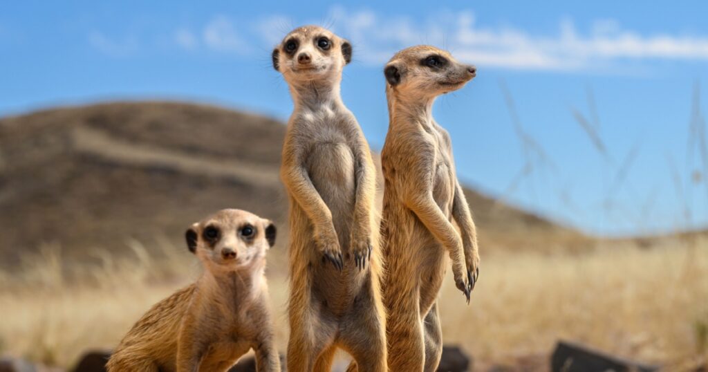Stokstaartje (meerkat) in Namibia (namib dessert, Kanaan Desert retreat