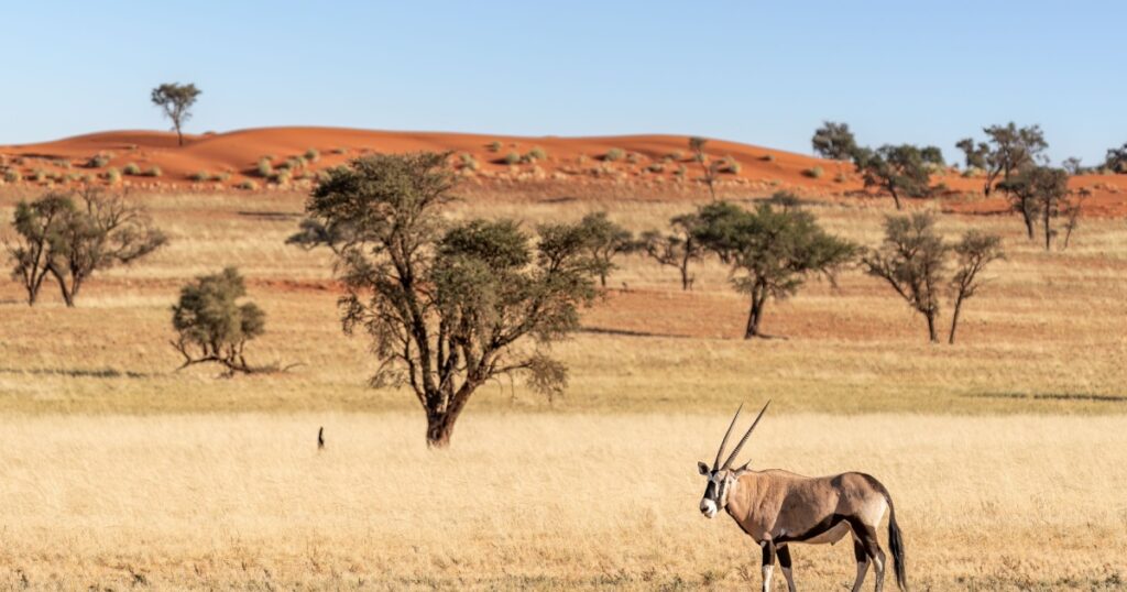 Desert landscape with acacia trees and grazing oryx gazelle in NamibRand Nature Reserve, Namib, Namibia, Africa