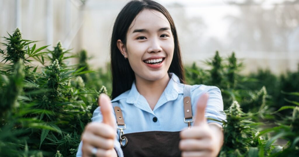 Portrait of Asian woman marijuana researcher checking marijuana cannabis plantation and showing thumb up in cannabis farm, Business agricultural cannabis. Cannabis business and alternative medicine