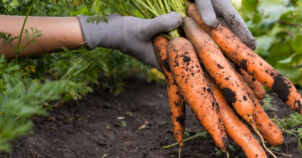 Carrot in the hand. Big bunch of carrots in a female hand on a background of the garden. Agriculture, gardening, growing vegetables.