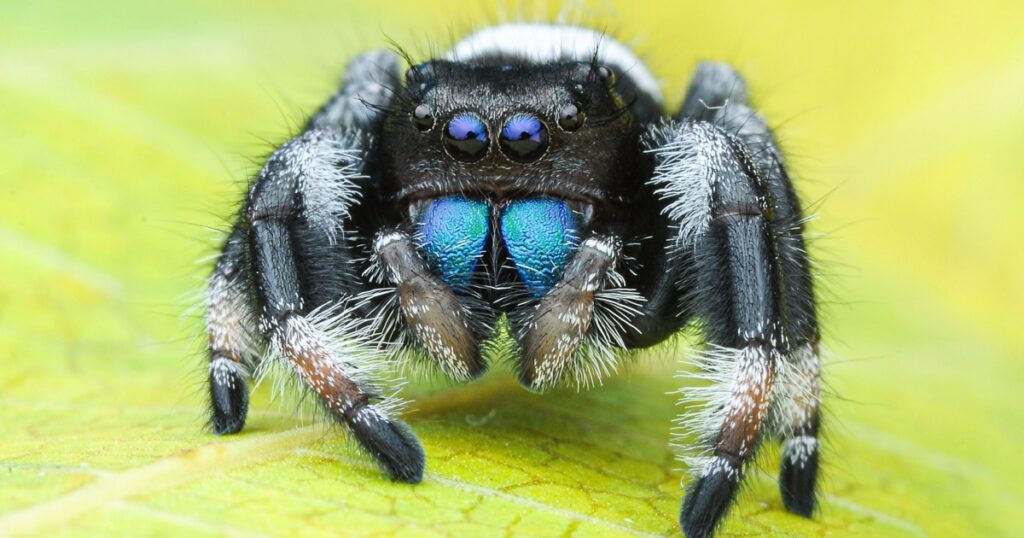 Macro shot, Beautiful natural landscape Phidippus regius jumping spider action on green leaf. Shows eye details. Use Phidippus regius jumping spider predator natural habitat as background or wallpaper