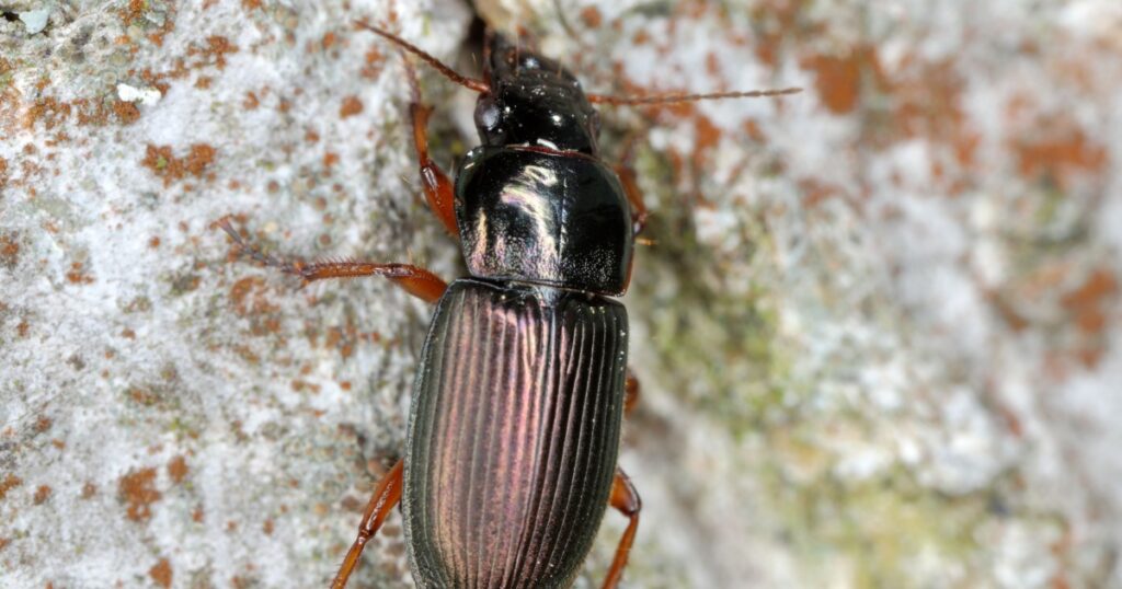 A ground beetle Harpalus sp. adult predatory beetle, apredator of small invertebrates on bark.