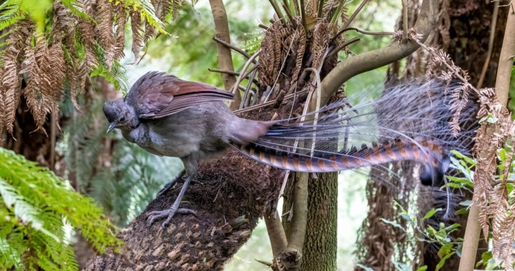 A superb lyrebird, Menura novaehollandiae, Victoria, Australia, perched on a tree fern. This is an adult male side view.