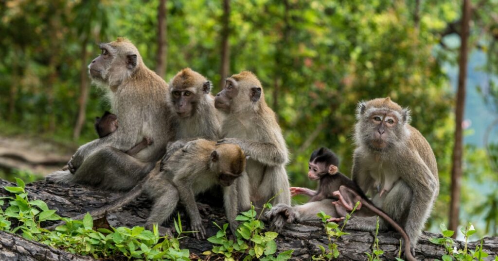 A family of long-tailed macaque monkeys playing in nature in Singapore.